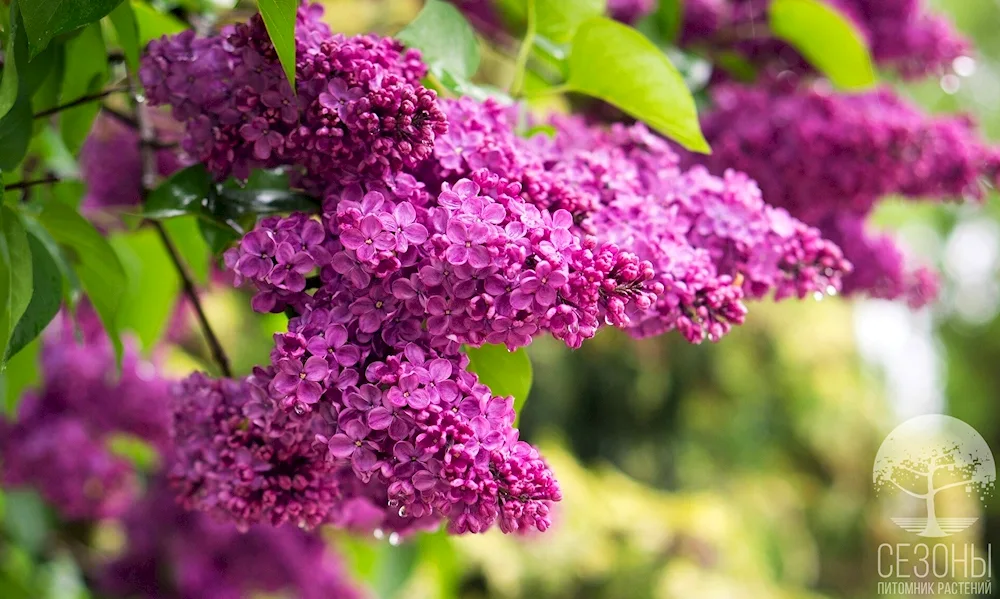Lilac Burgundy Queen