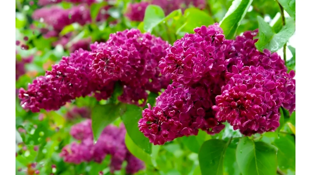 Lilac Eddie Tischler