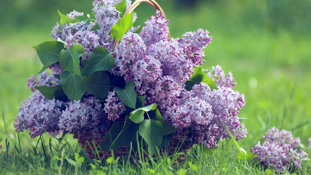 Lilacs Emelian Yaroslavsky