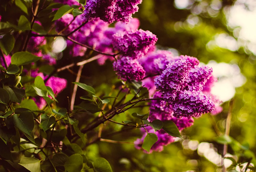 Lilac. Henry