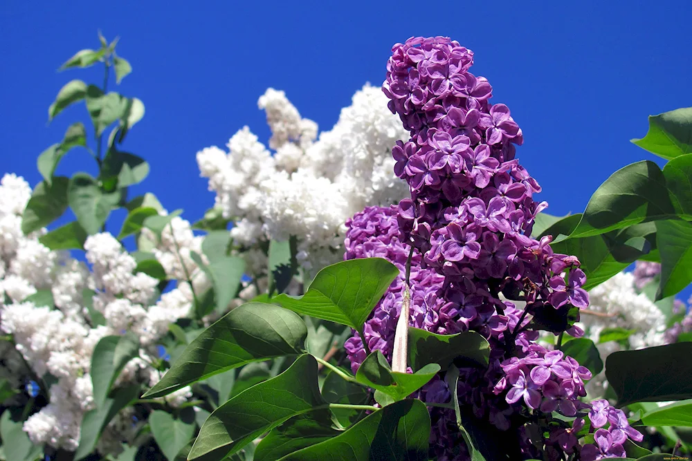 Lilac Henry