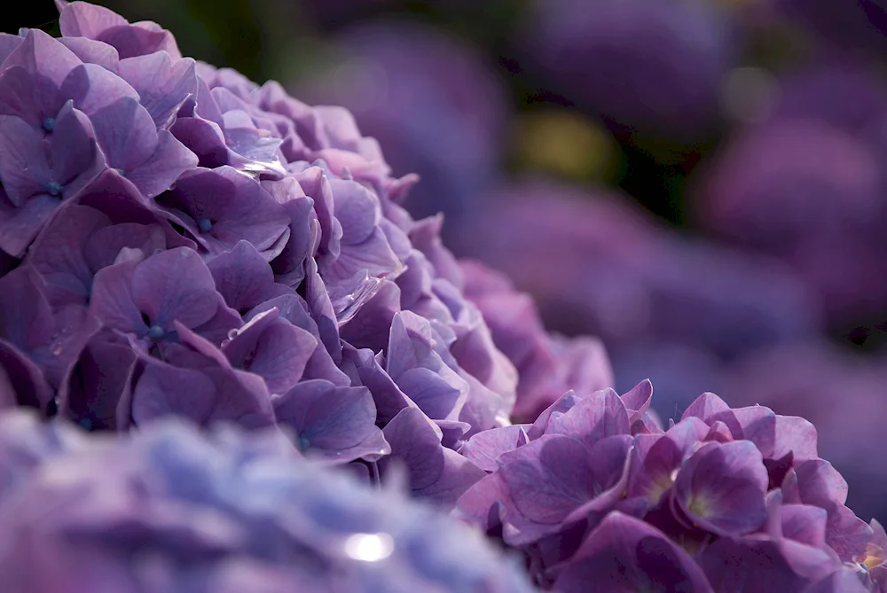 Lilac Hydrangea