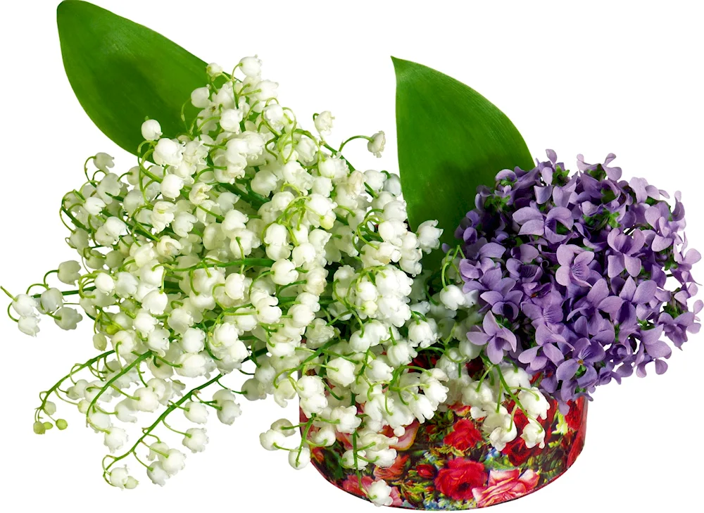 Lily of May