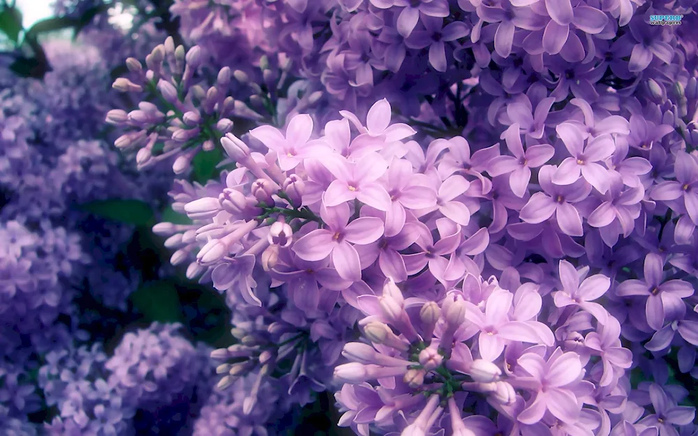 Yunnan lilac