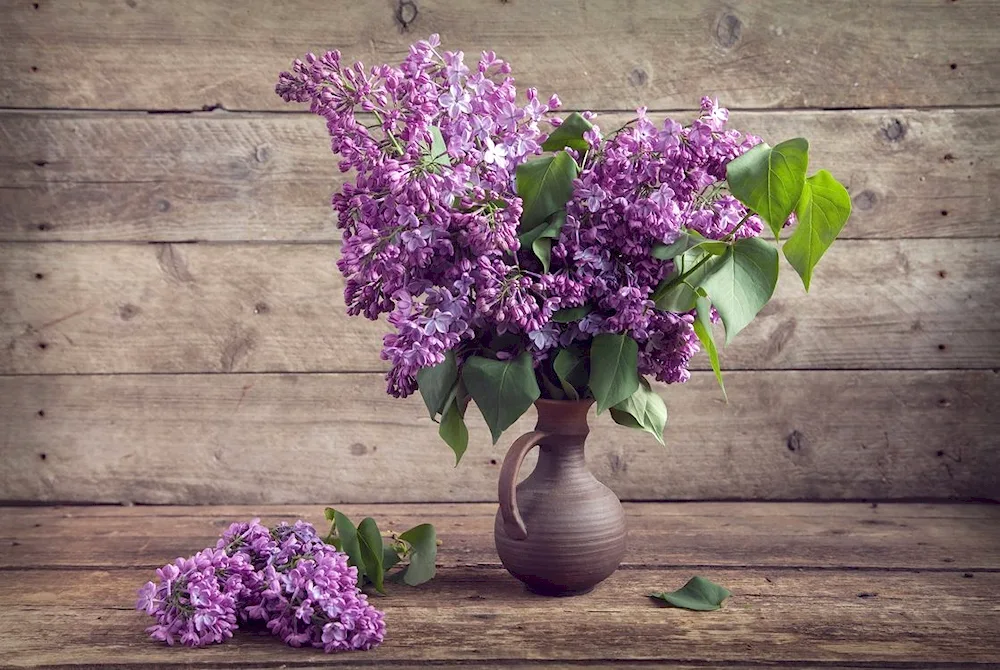 Candy Rose lilacs