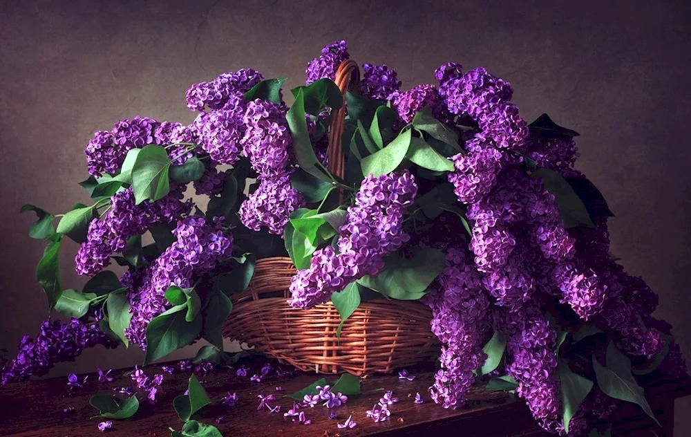 Lilac Candy Rose