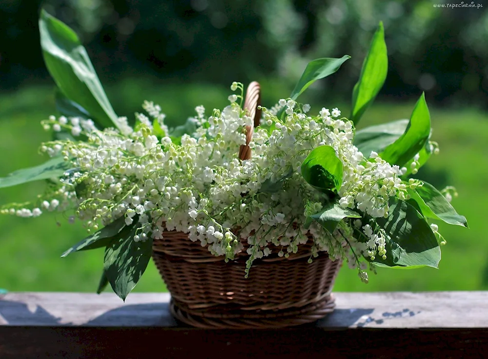 Spring flowers lily of the valley