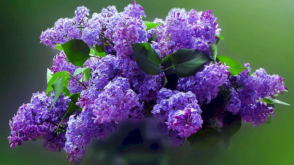 Lilac Marshall Turquoise