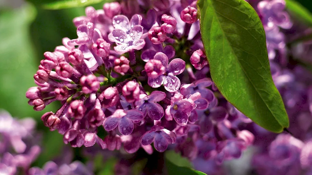 Lilac. Marshal Konev