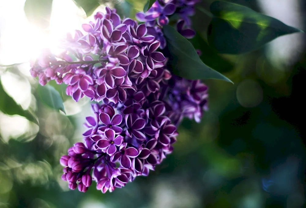 Lilac Nina
