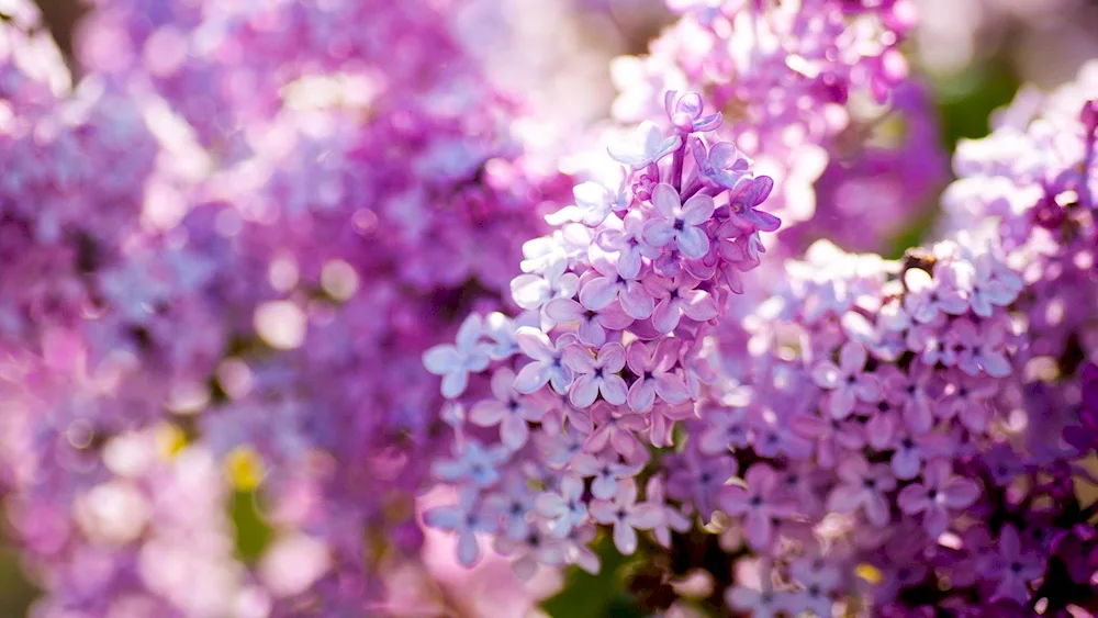 Lilac. wallpaper