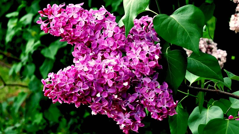 Lilac Common Cavour
