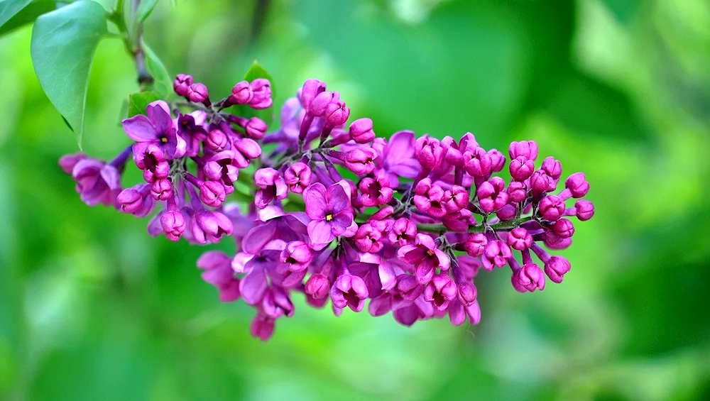 Lilac common Ladoga