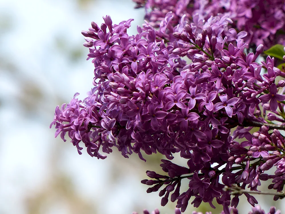 Marshal Sokolovsky lilac