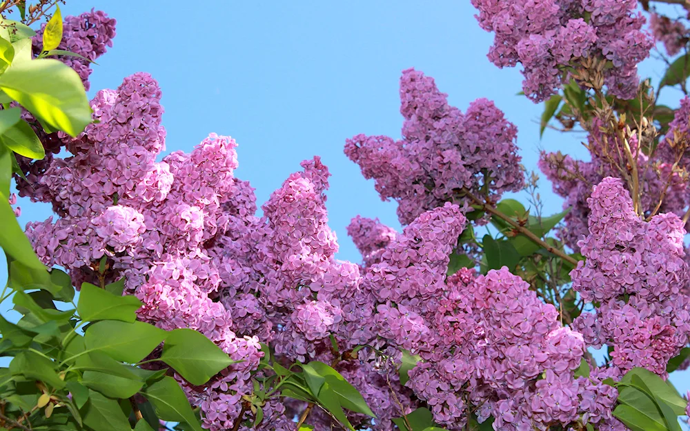 Common lilac Stefan Makovetsky