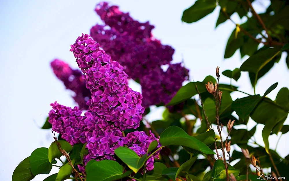 Common lilac Dawn of Communism