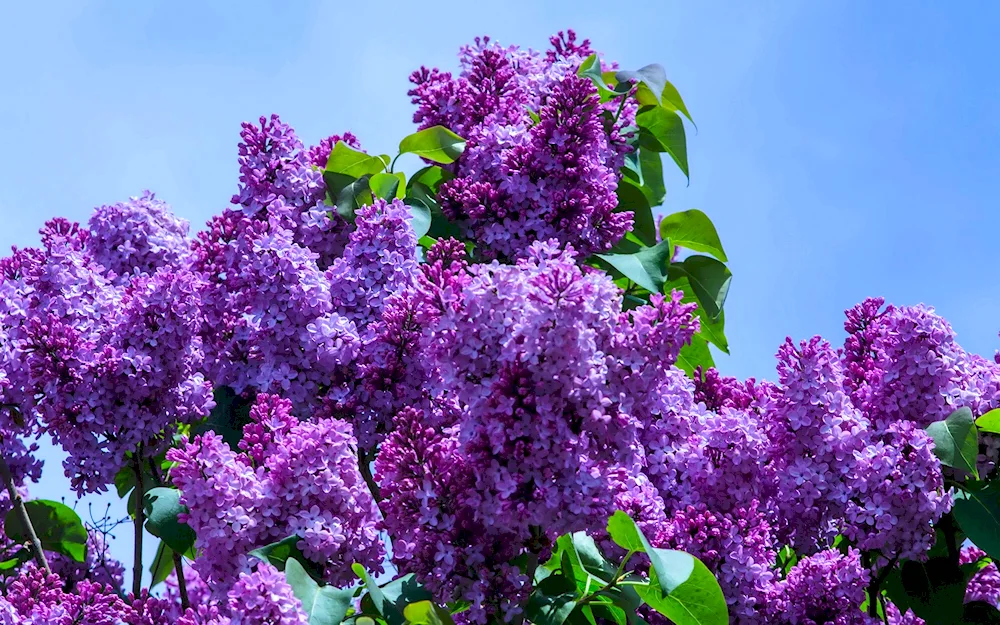 Common lilac Pearl