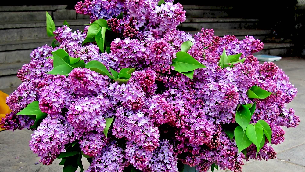 Lilac Persian Alba