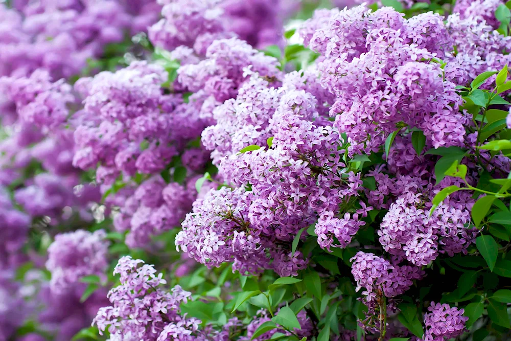 Lilac Persea Alba