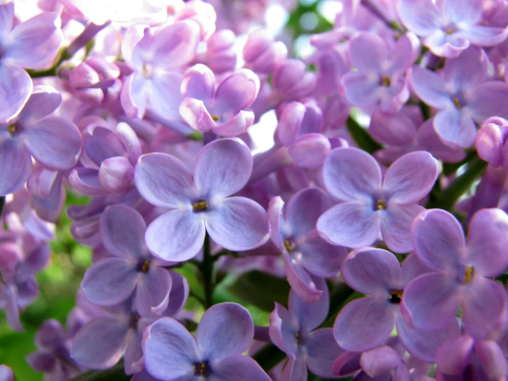 Lilac-headed violet