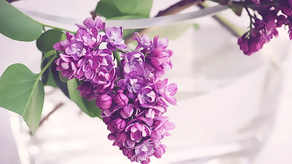 Lilac Sarah Sands