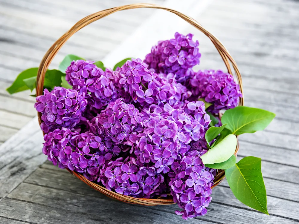 Lilac Sarah Sands