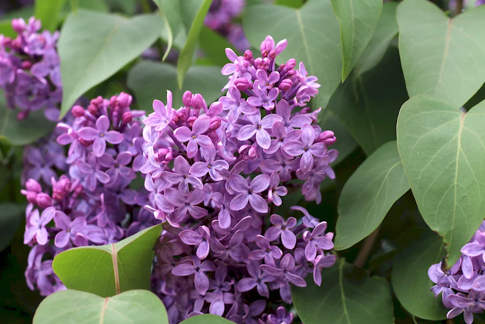 Emelyan Yaroslavsky lilac