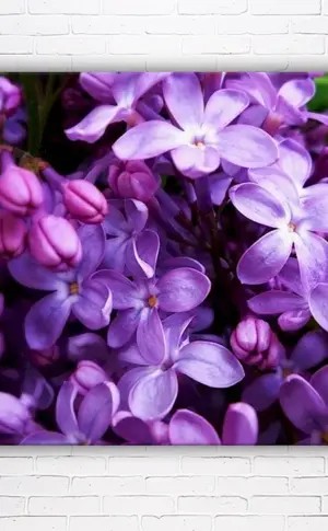 Lilac lilac