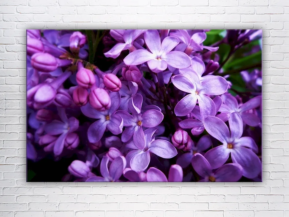 Lilac lilac