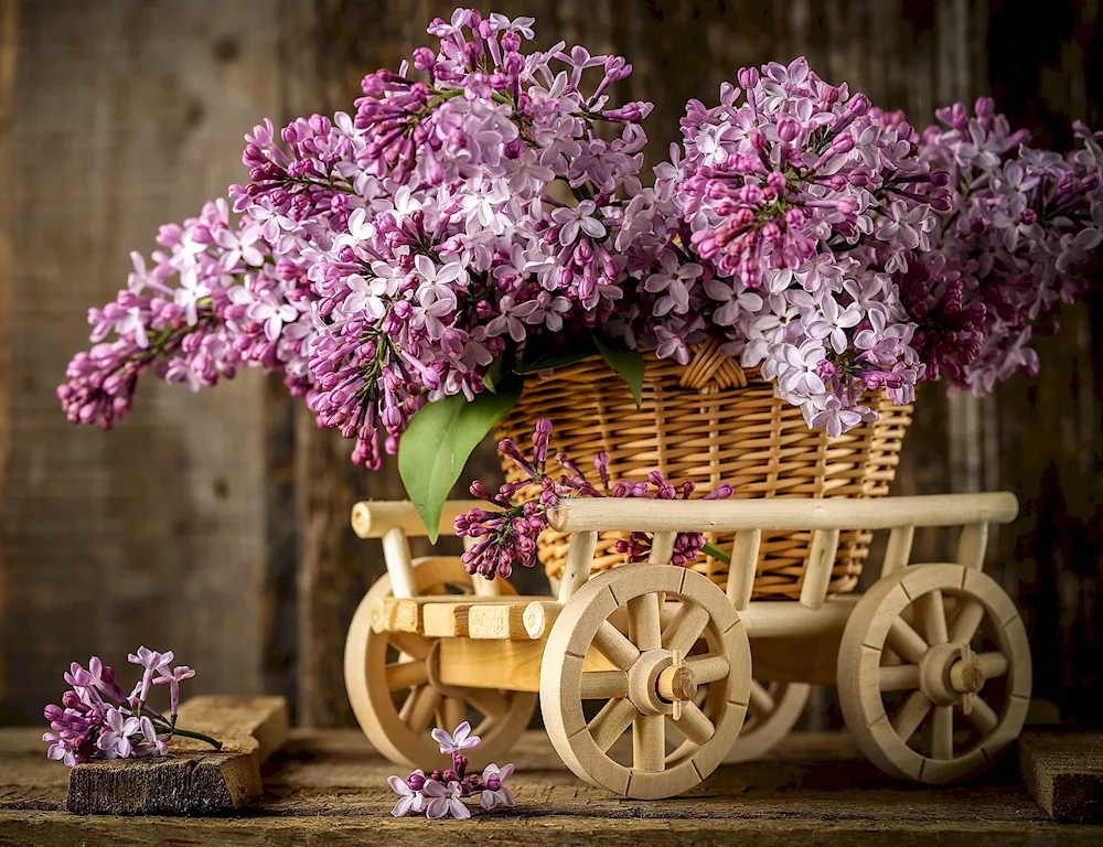 Bouquet of snowdrops