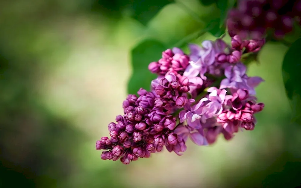 Lilac Wilhelm Pfitzer