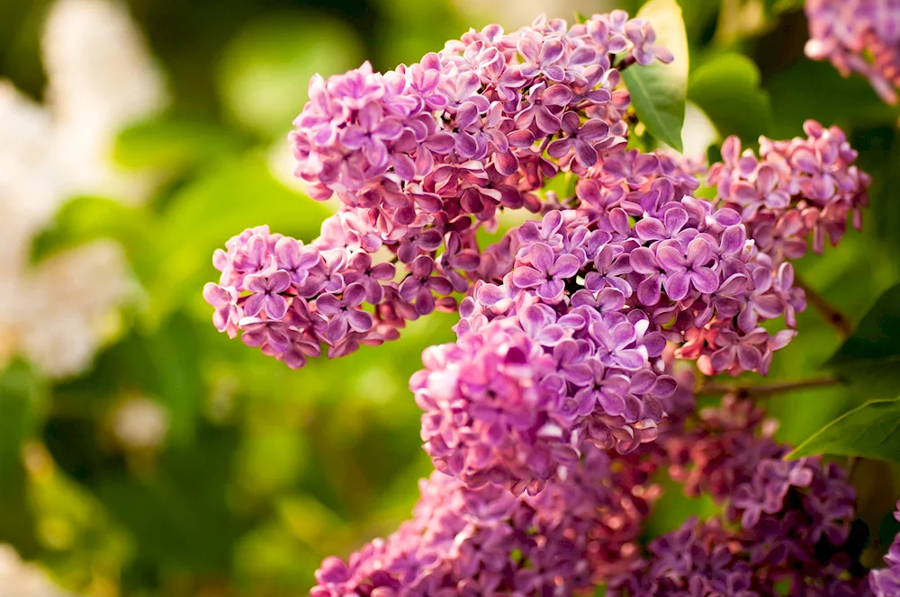 Lilac Virginia Becker