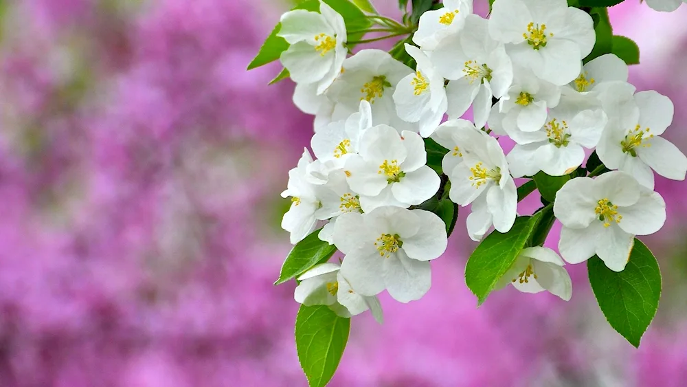 Lilac jasmine cherry blossom apple tree