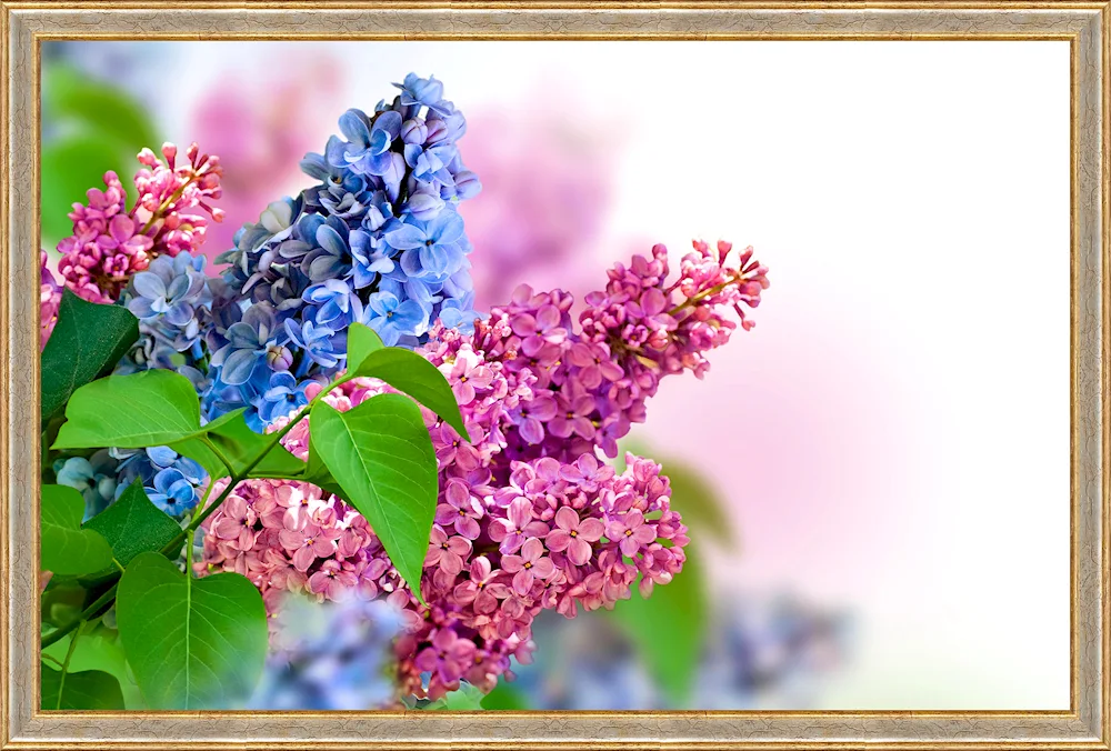 Lilac Jasmine cherry blossom
