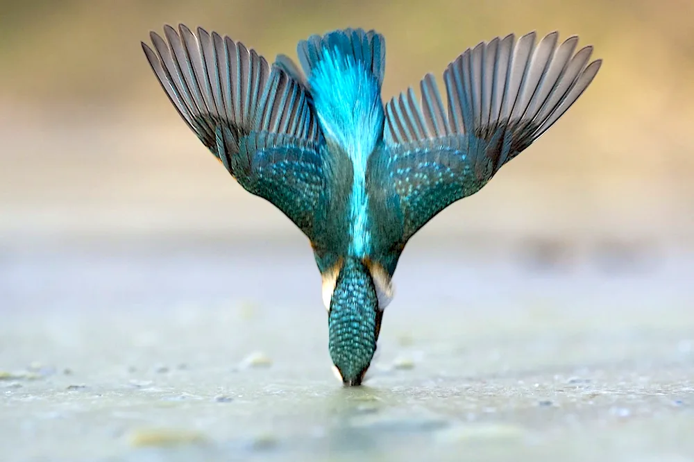 Bird feathers