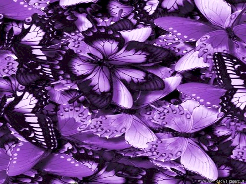 Lilac butterflies