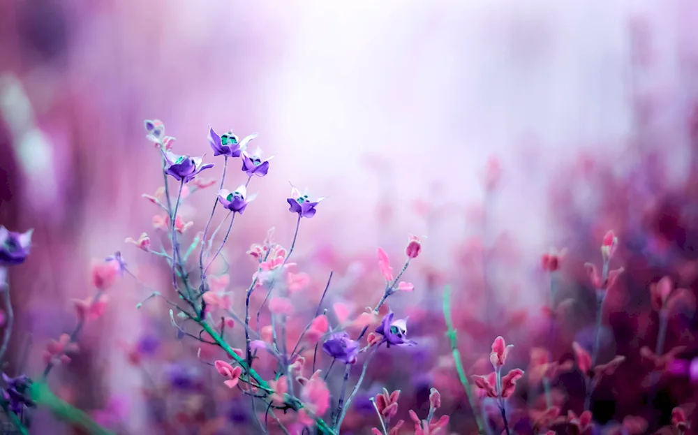 Lilac blossoms