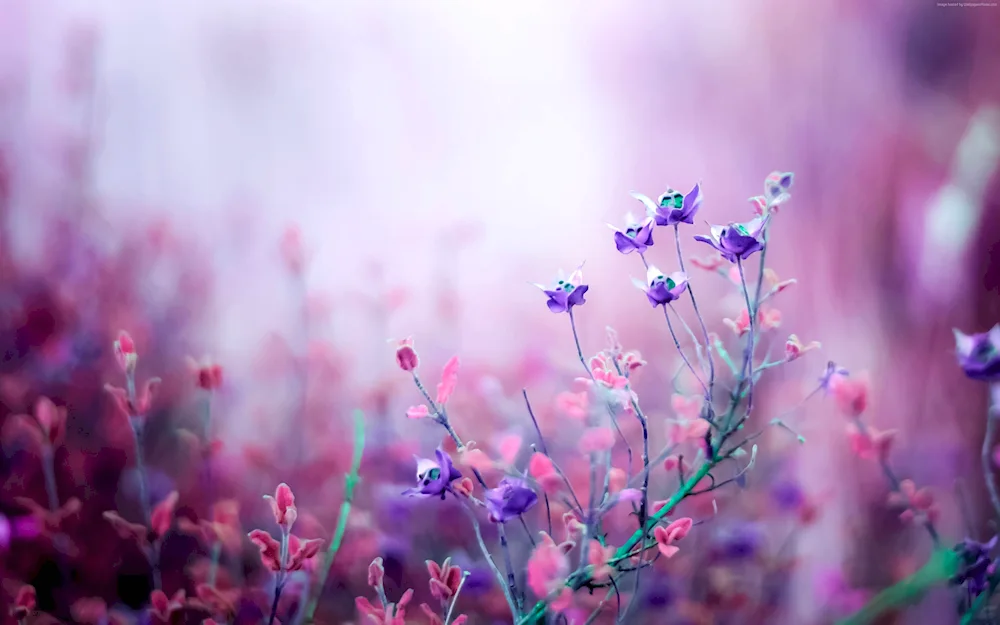 Lilac flowers