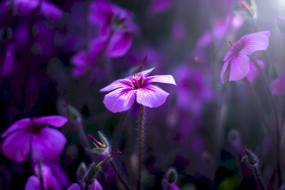 Lilac flowers