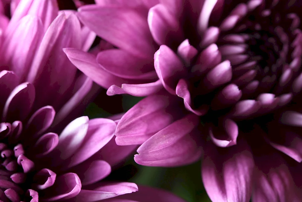 Lilac flowers