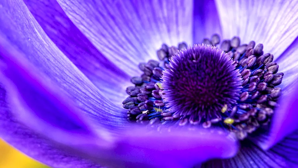 Lilac flowers