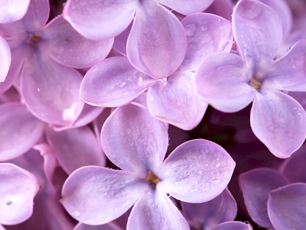 Flower pictures desktop butterflies