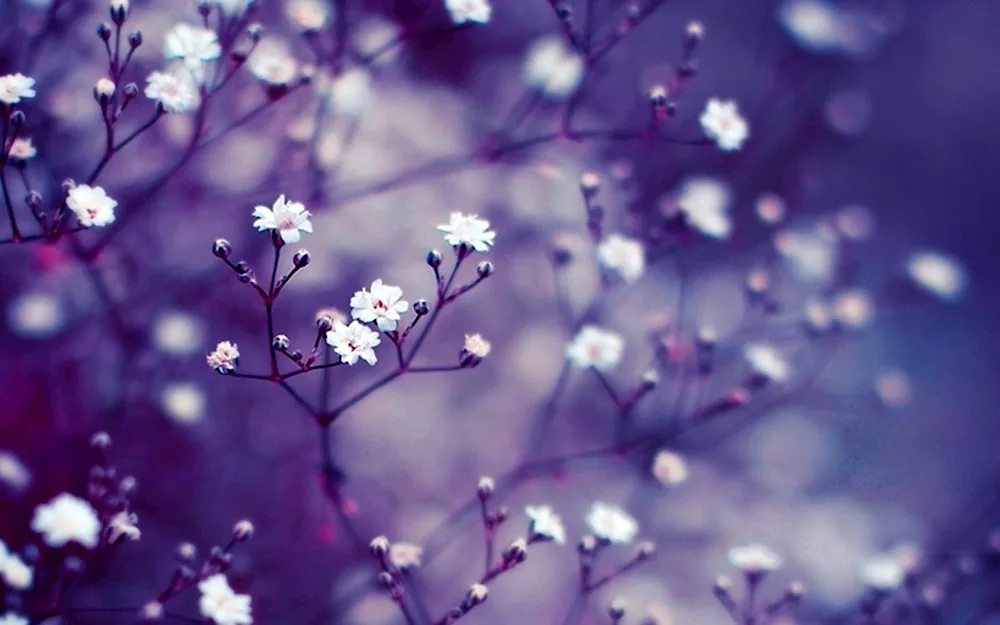 Lilac flowers