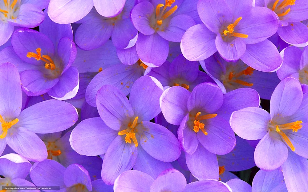 Lilac flowers