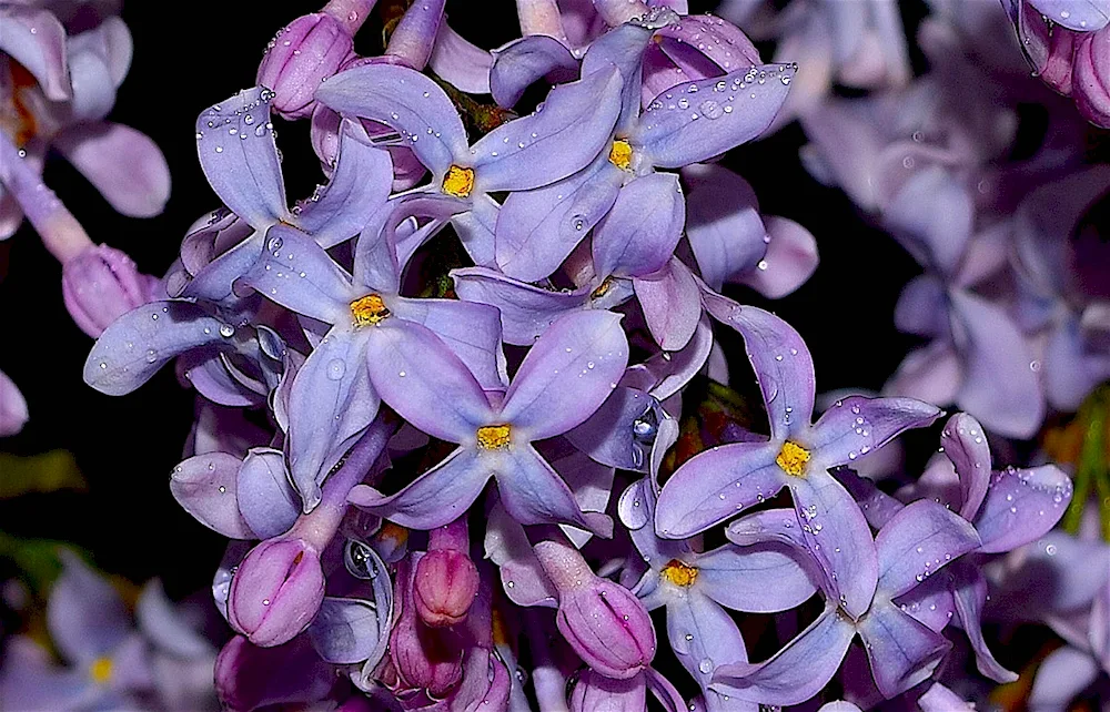 Lilac-headed Candy Rose