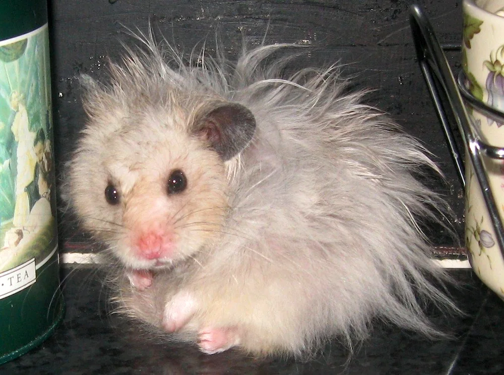 Syrian hamster