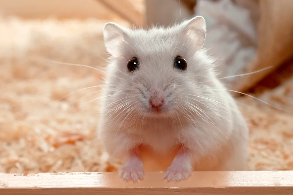 Dzungarian hamster