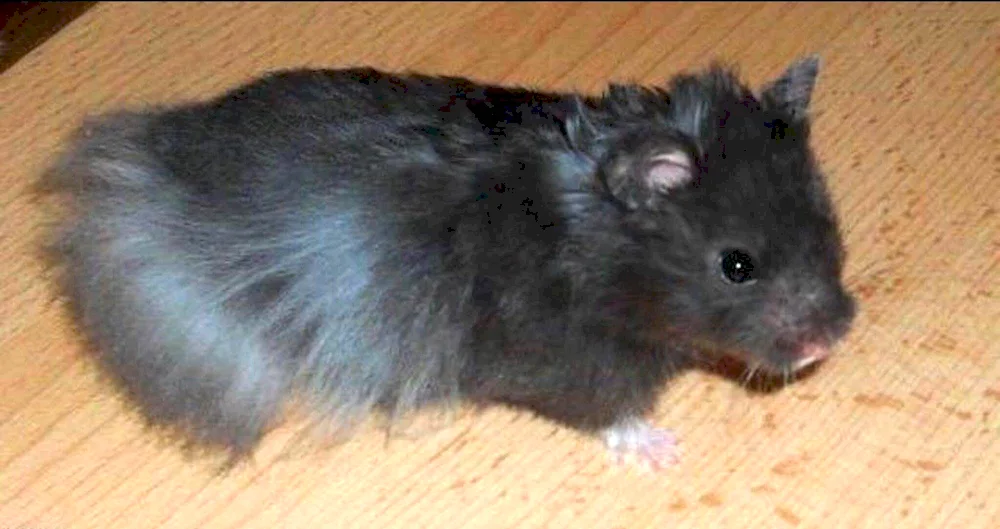 Syrian angora hamster