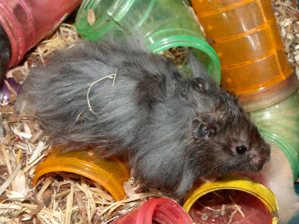 Angora hamster black Syrian hamster