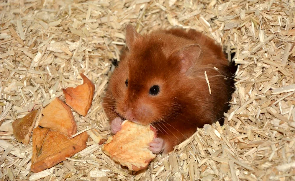 Jungarian hamster